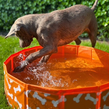 Swim Essentials Dog pools