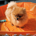 dog-pool-orange-bones-80-cm-Swim-Essentials-6