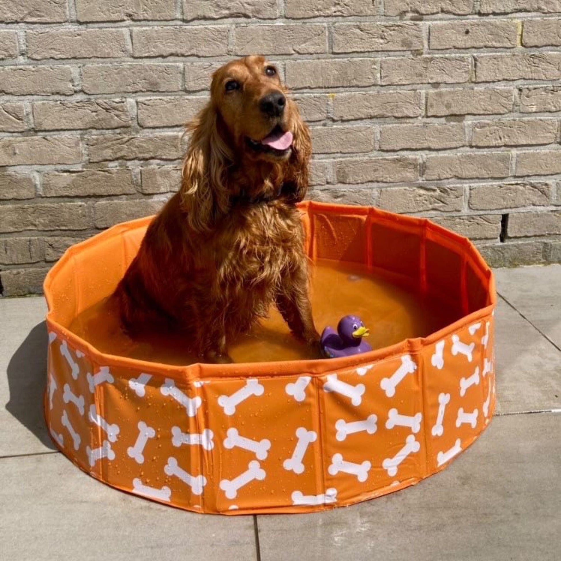 dog-pool-orange-bones-80-cm-Swim-Essentials-2