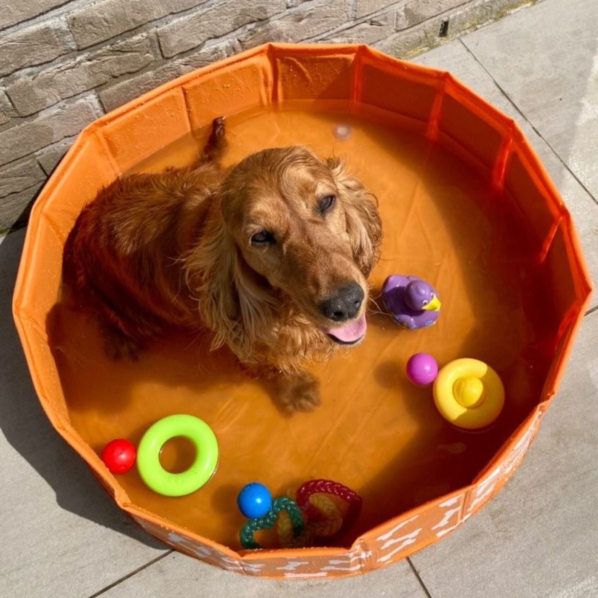 dog-pool-orange-bones-80-cm-Swim-Essentials-4