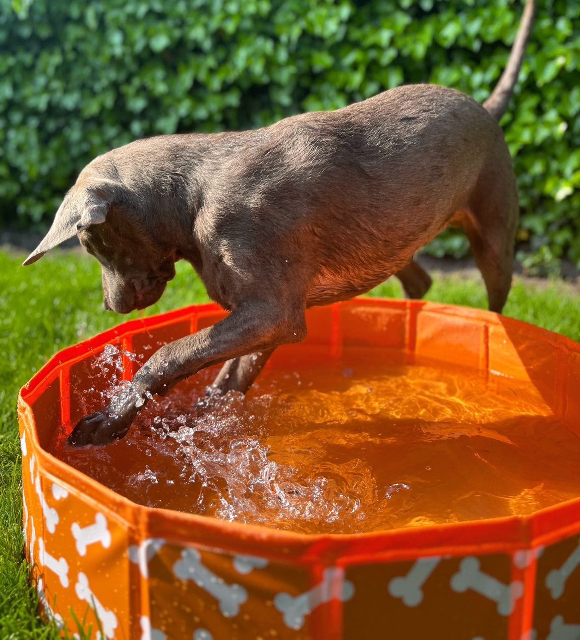 dog-pool-orange-bones-80-cm-Swim-Essentials-7